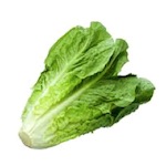 lettuce